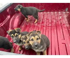 5 purebred German Shepherd puppies for sale - 9