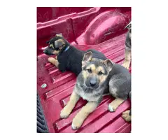 5 purebred German Shepherd puppies for sale - 11