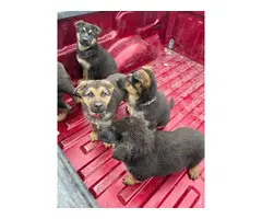 5 purebred German Shepherd puppies for sale - 12