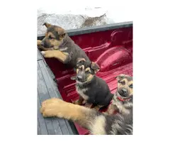 5 purebred German Shepherd puppies for sale - 13
