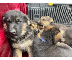 5 purebred German Shepherd puppies for sale - 14