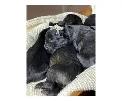 AKC Giant Schnauzer puppies for sale - 3