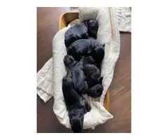 AKC Giant Schnauzer puppies for sale - 5