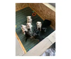 5 male German shepherd puppies for sale - 8
