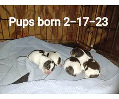 Tri color Rat Terrier Puppies