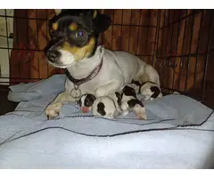 Tri color Rat Terrier Puppies - 7