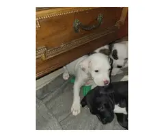 3 males and 1 female American pitbull puppies - 2