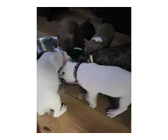 3 males and 1 female American pitbull puppies - 3