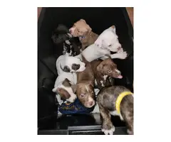 3 males and 1 female American pitbull puppies - 11