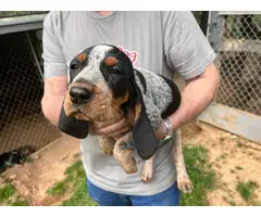 Blue Tick Coonhound puppies up for sale
