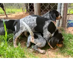 Blue Tick Coonhound puppies up for sale - 2