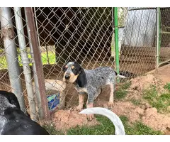 Blue Tick Coonhound puppies up for sale - 3