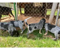 Blue Tick Coonhound puppies up for sale - 4