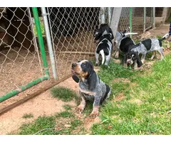 Blue Tick Coonhound puppies up for sale - 5