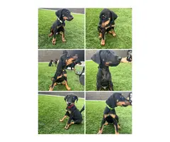 Full Breed Doberman Puppies for sale