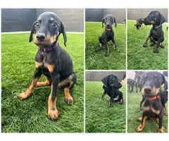 Full Breed Doberman Puppies for sale - 2
