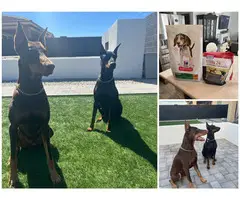 Full Breed Doberman Puppies for sale - 3