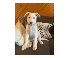 9 weeks old White German Shepherd puppy for sale