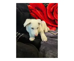 9 weeks old White German Shepherd puppy for sale - 2