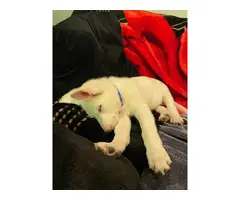 9 weeks old White German Shepherd puppy for sale - 3