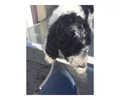 3 Standard Poodle Puppies for Sale