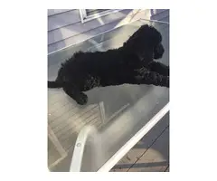 3 Standard Poodle Puppies for Sale - 8