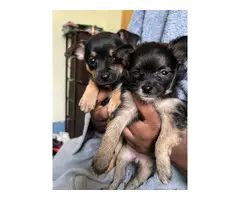 Short-haired Pomeranian Chihuahua mix puppies