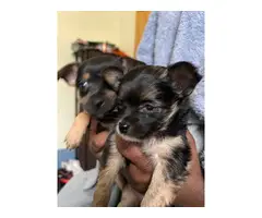 Short-haired Pomeranian Chihuahua mix puppies - 2