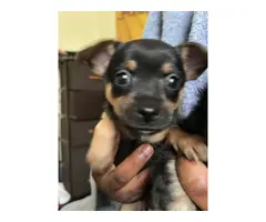 Short-haired Pomeranian Chihuahua mix puppies - 3