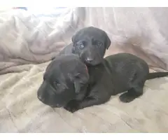 10 AKC-registered Black Lab puppies for sale