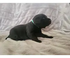 10 AKC-registered Black Lab puppies for sale - 3