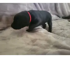 10 AKC-registered Black Lab puppies for sale - 4