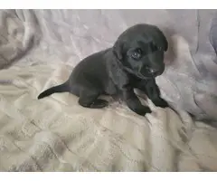 10 AKC-registered Black Lab puppies for sale - 5