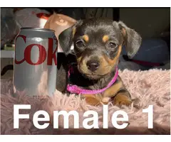 5 beautiful Chiweenie puppies for sale
