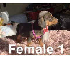 5 beautiful Chiweenie puppies for sale - 3
