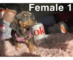 5 beautiful Chiweenie puppies for sale - 4