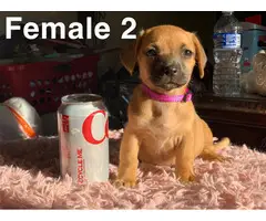 5 beautiful Chiweenie puppies for sale - 5