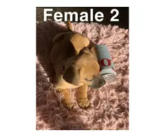5 beautiful Chiweenie puppies for sale - 7