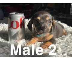 5 beautiful Chiweenie puppies for sale - 8