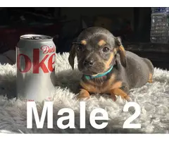 5 beautiful Chiweenie puppies for sale - 10