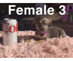 5 beautiful Chiweenie puppies for sale - 11