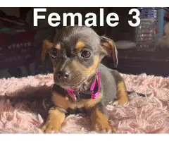 5 beautiful Chiweenie puppies for sale - 12
