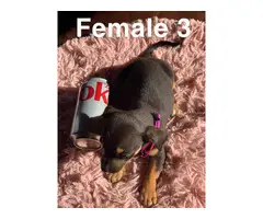 5 beautiful Chiweenie puppies for sale - 13