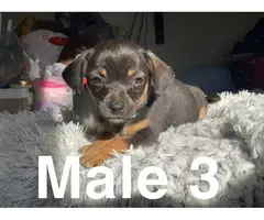 5 beautiful Chiweenie puppies for sale - 14