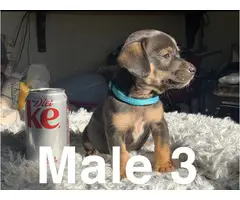 5 beautiful Chiweenie puppies for sale - 15