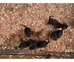 5 beautiful Chiweenie puppies for sale - 17