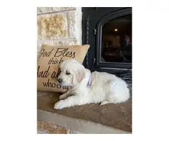 English cream golden retriever puppies for sale - 3