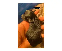4 adorable female toy Schnoodle puppies for sale
