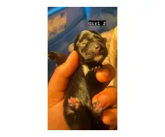 4 adorable female toy Schnoodle puppies for sale - 4
