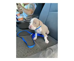 Male pit bull puppy looking for home